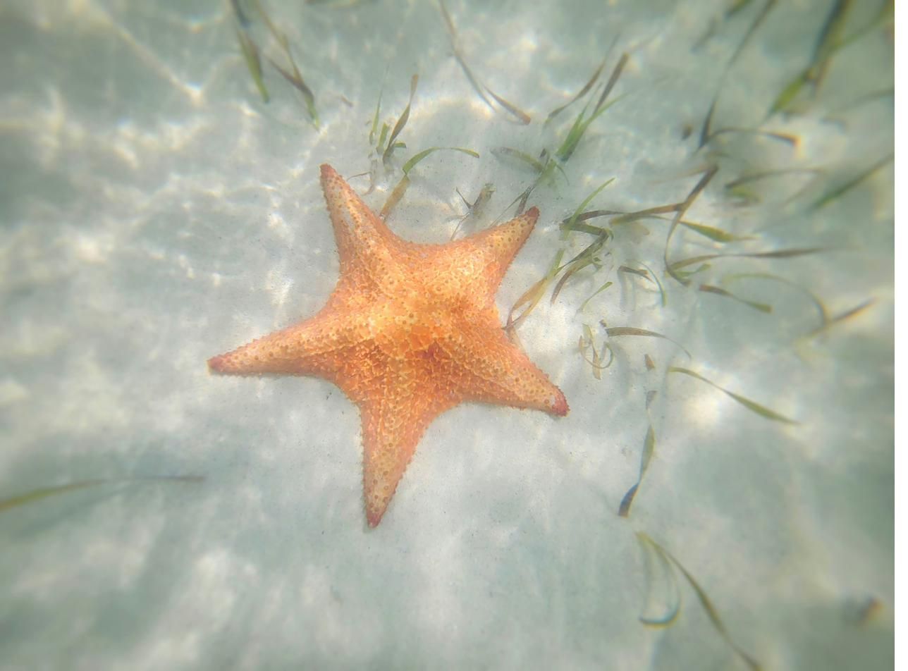 A starfish resting on pale sand in clear shallow water, seen through the surface