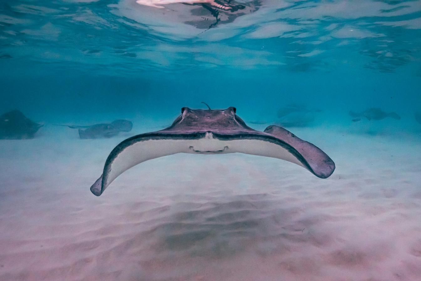 A southern stingray gliding over pale sand in clear Cayman water with more rays behind it